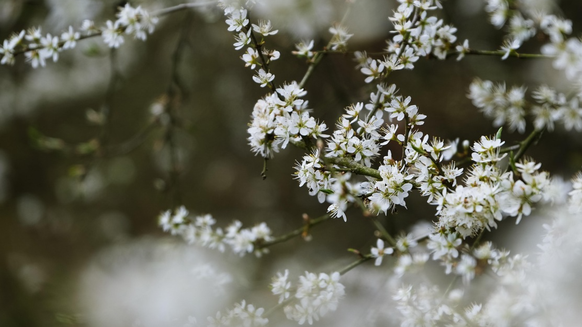 Springing In A Spring in My Step | live4him.ca